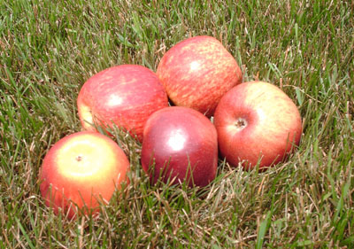 Photo of apples